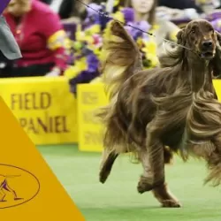 141st Westminster Kennel Club Dog Show