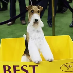 143rd Westminster Kennel Club Dog Show