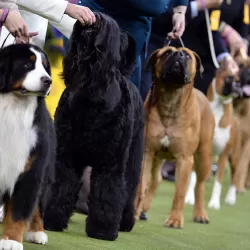 144th Westminster Kennel Club Dog Show