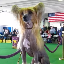 2014 Westminster Kennel Club Dog Show