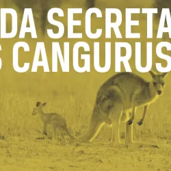 A Vida Secreta do Canguru