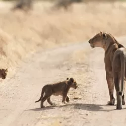 Age of Big Cats