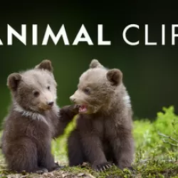 Animal Clips