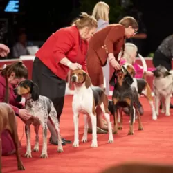 Animal Planet National Championship Dog Shows