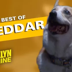 Best of Cheddar