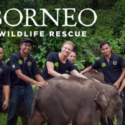 Borneo Wildlife Rescue