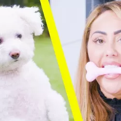 Celebs vs Pets