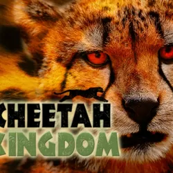 Cheetah Kingdom