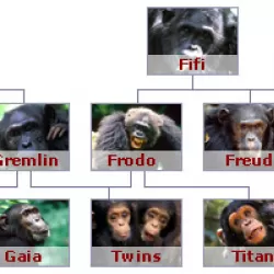 Chimp Family Fortunes