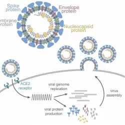 Coronavirus: Q&A