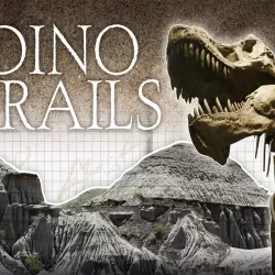 Dino Trails