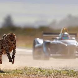 Drag Race: Formula E Car v Cheetah