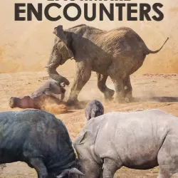 Epic Animal Encounters