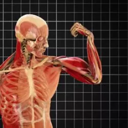 Human Body: Ultimate Machine