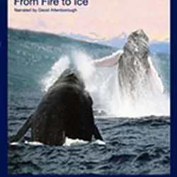 Humpbacks: From Fire to Ice