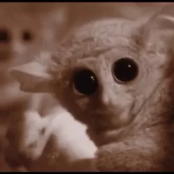 Jungle Babies: Tarsier Tails