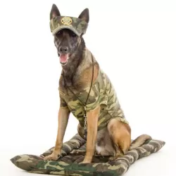 K9 Boot Camp