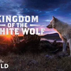 Kingdom of the White Wolf