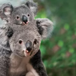 Koalas: Cute & Cuddly