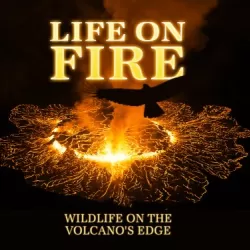 Life on Fire: Wildlife on the Volcano's Edge