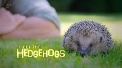 Meet the Hedgehogs