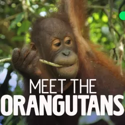 Meet the Orangutans