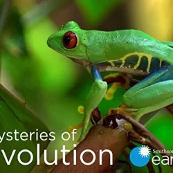 Mysteries of Evolution