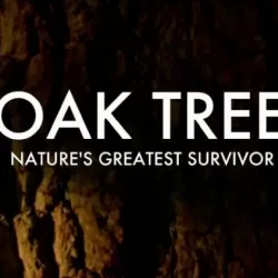 Oak Tree: Nature's Greatest Survivor