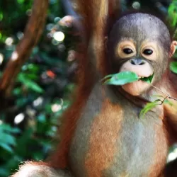 Orangutan Rescue