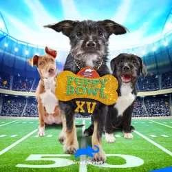 Puppy Bowl II