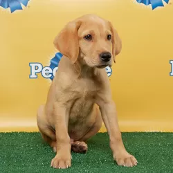 Puppy Bowl X