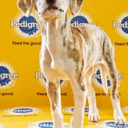 Puppy Bowl XII