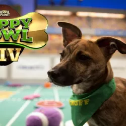 Puppy Bowl XIV