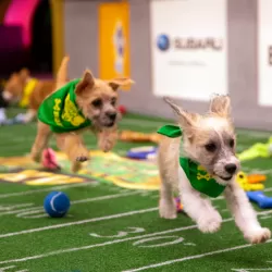 Puppy Bowl XV Presents: Too Cute! For Puppy Bowl