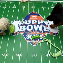 Puppy Bowl XVI