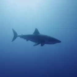 Shark: Beneath the Surface