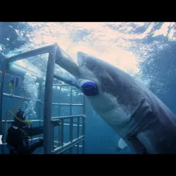 Shark Week's Most Intense Encounters