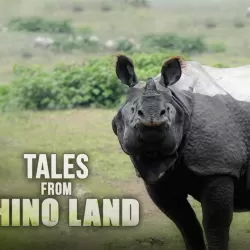 Tales From Rhino Land