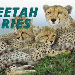 The Cheetah Diaries