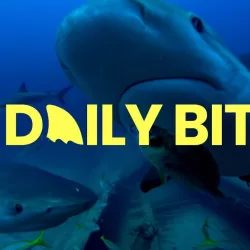 The Daily Bite: Countdown to Shark Week