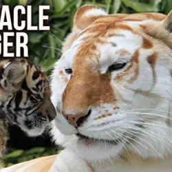 The Miracle Tiger