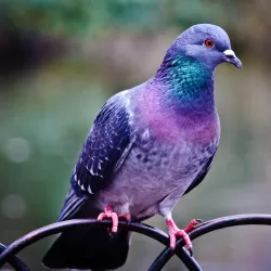 The Purple Pigeon