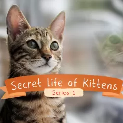 The Secret Life of Kittens