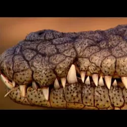 The Secret World Of Crocodiles