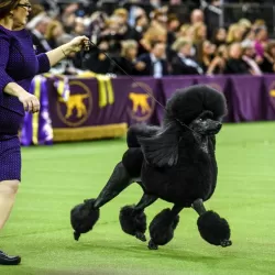 The Westminster Dog Show