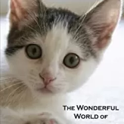 The Wonderful World of Kittens