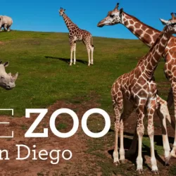 The Zoo: San Diego - California Tales