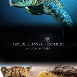 Turtle, Eagle, Cheetah: A Slow Odyssey