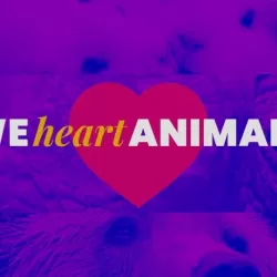 We Heart Animals