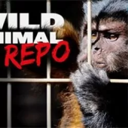 Wild Animal Repo